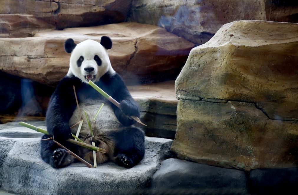 China anuncia parque para pandas com quase um quinto da dimensão de Portugal