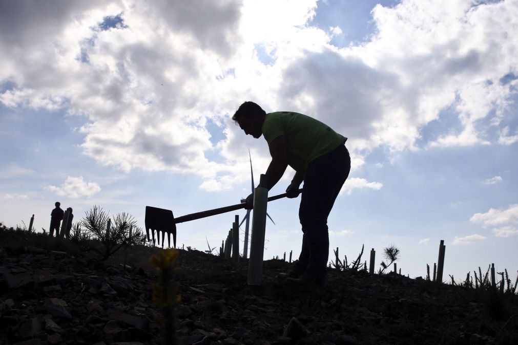 Municípios de Lisboa consideram «incumprível» lei de limpeza florestal