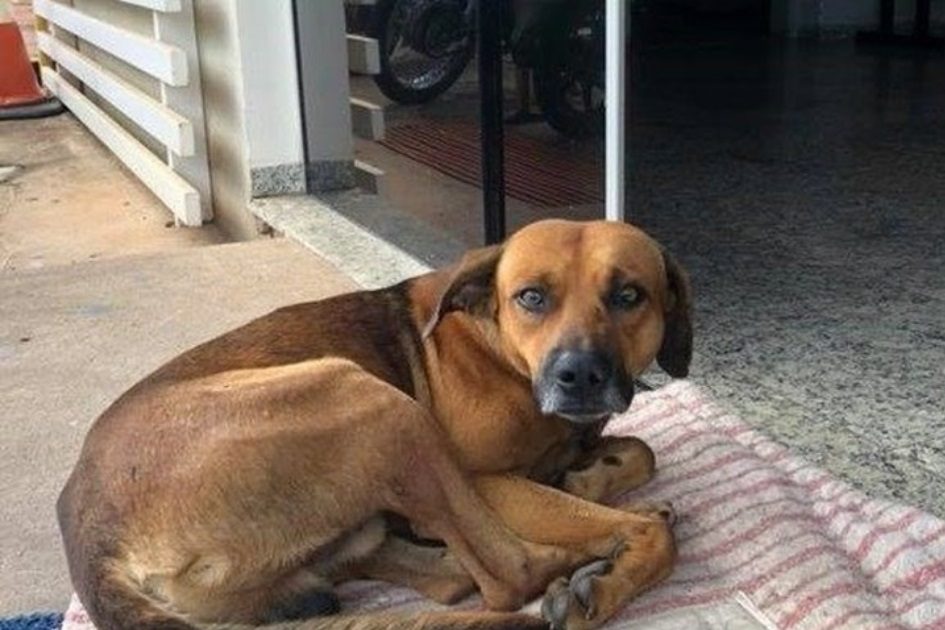 Cão não sai da porta do hospital onde dono morreu há quatro meses