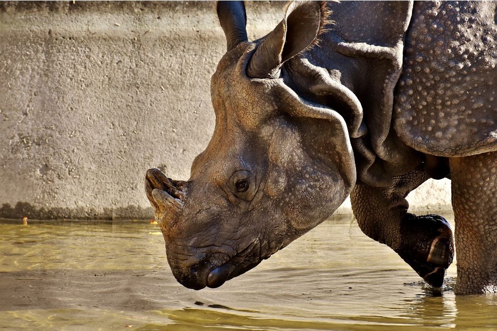 Morreu no Quénia último rinoceronte-branco do norte macho