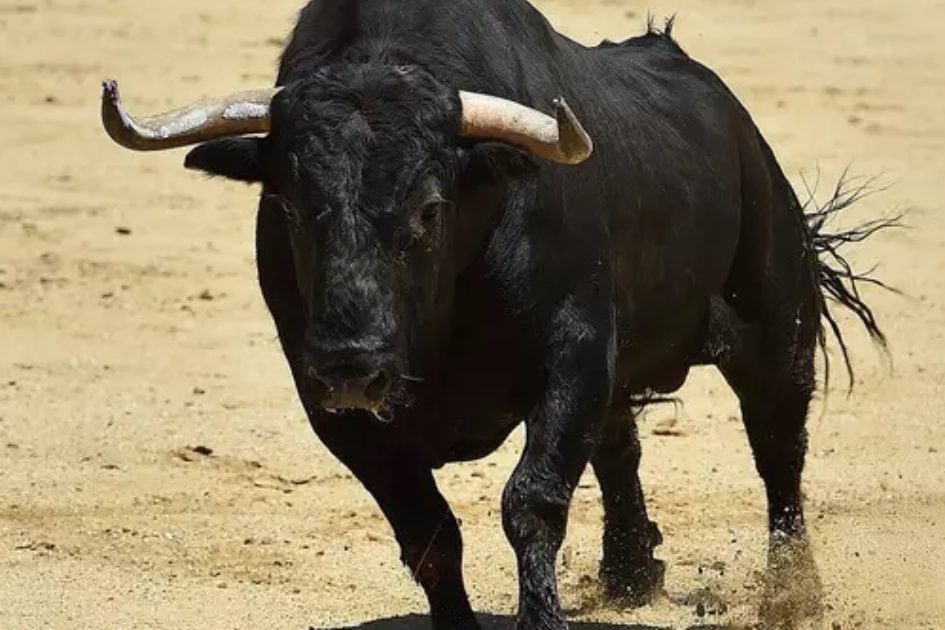 Homem morre colhido por touro na Azambuja
