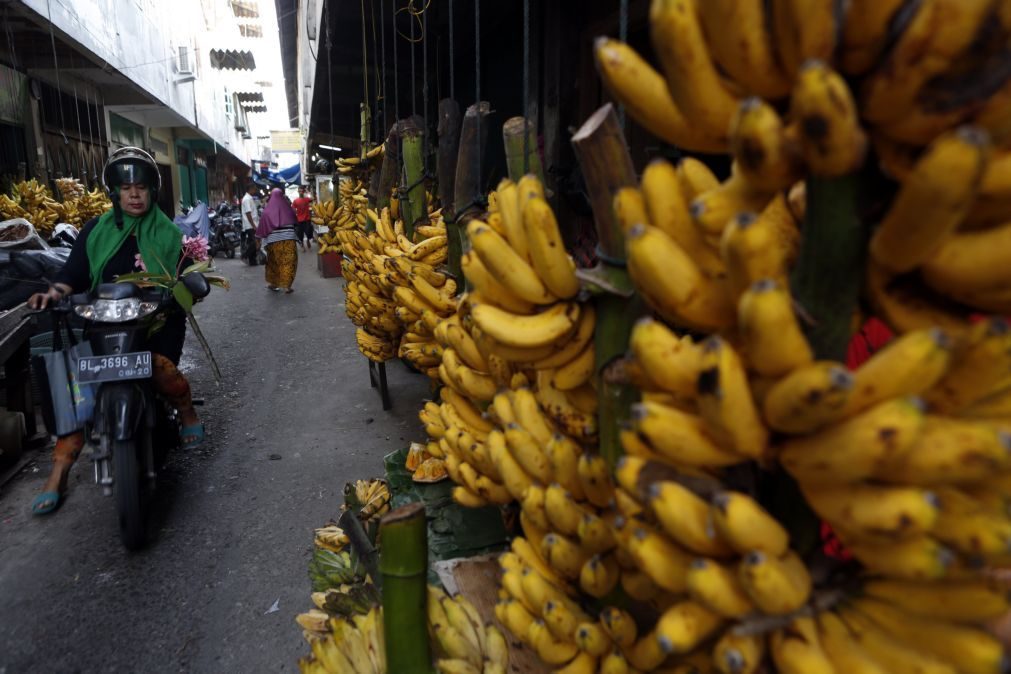 Doença da banana deixa 700 trabalhadores no desemprego no norte de Moçambique