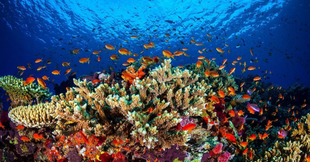 Grande Barreira de Coral da Austrália sofreu