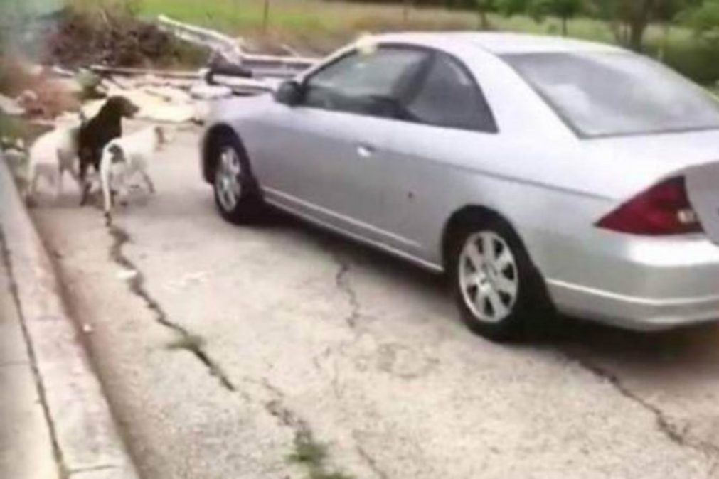 Mulher filmada a abandonar cães em local isolado [vídeo]