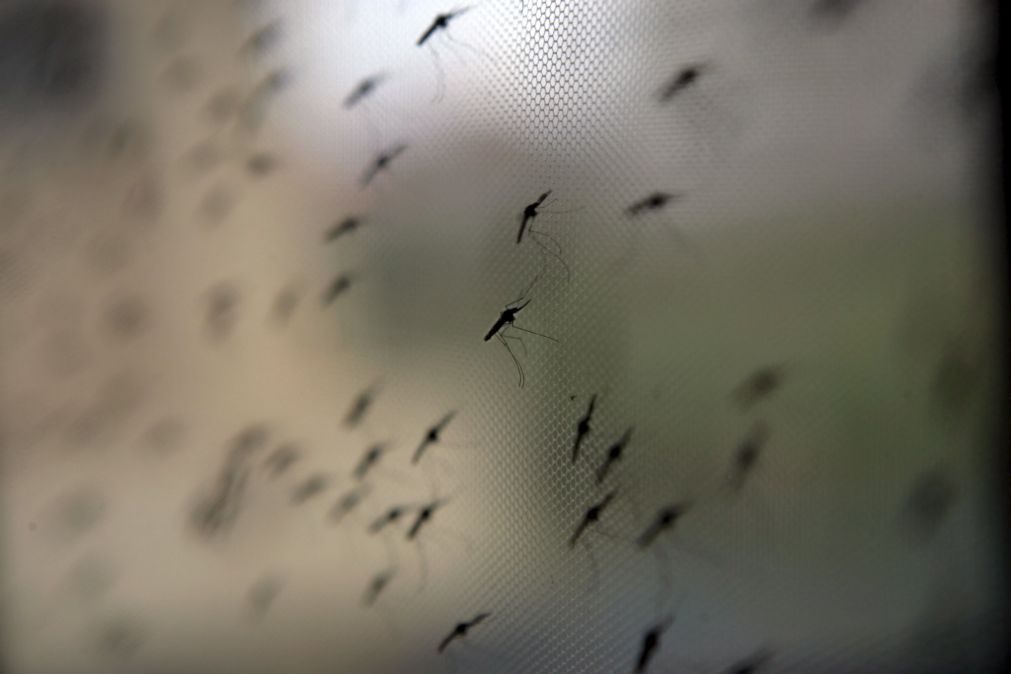 Venezuela regista maior aumento de casos de malária no mundo