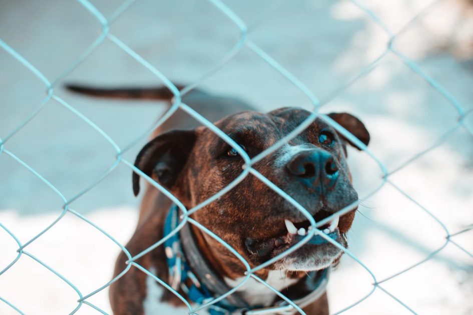 Pitbull à solta ataca mulher na rua em Vale Flores