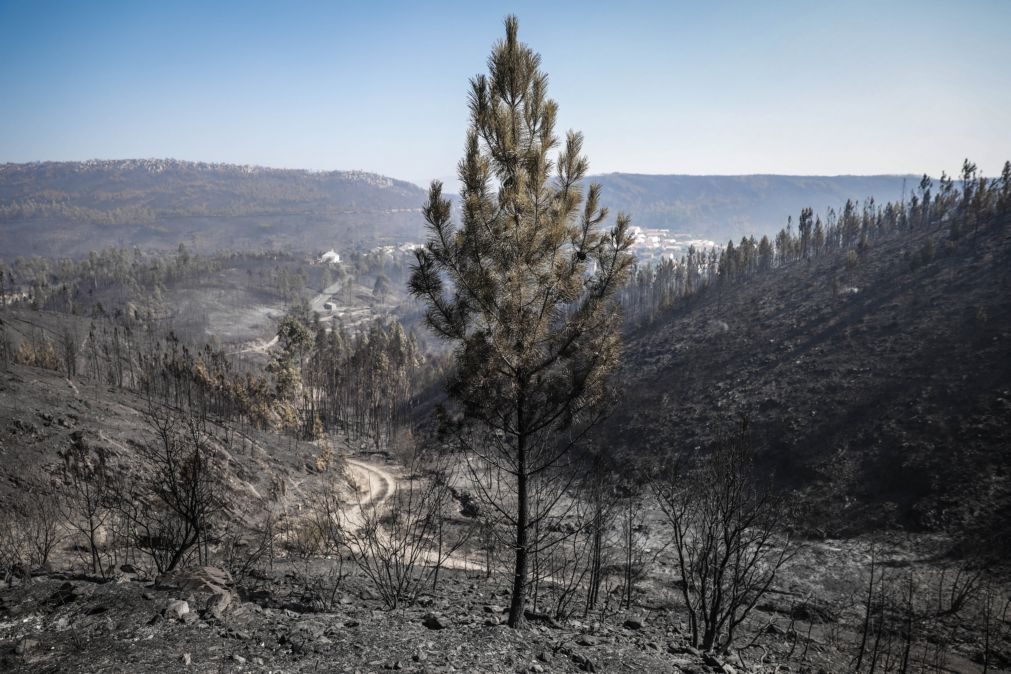 Incêndios: Madeira ardida rendeu 2,85 milhões de euros