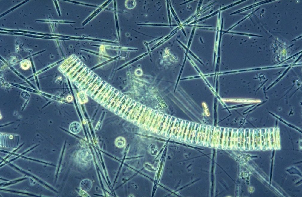 Micro-organismos do plâncton marinho organizam-se em comunidades complexas