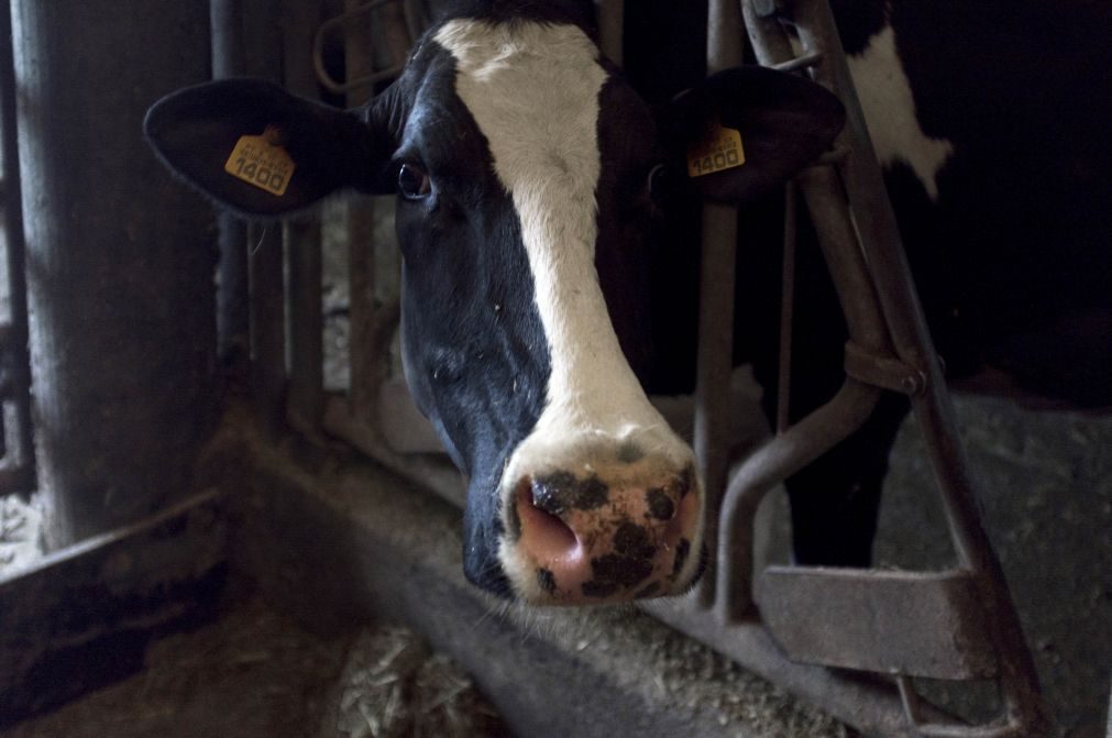 Nova Zelândia vai abater 150 mil vacas para erradicar bactéria infecciosa