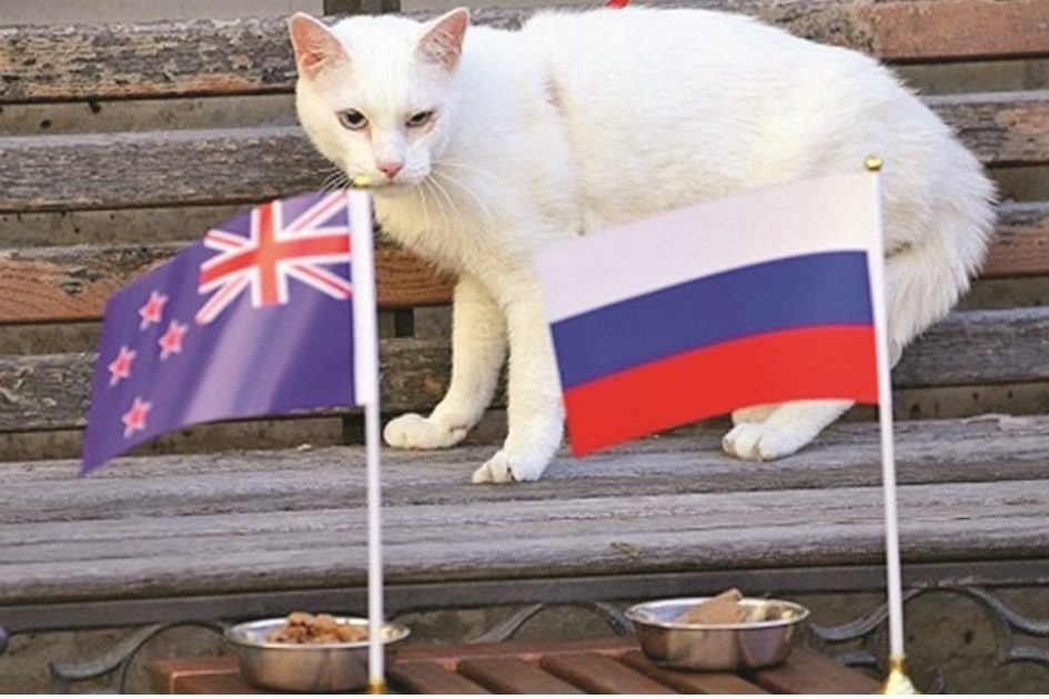 Mundial 2018: Depois do polvo, gato surdo faz previsões para campeonato