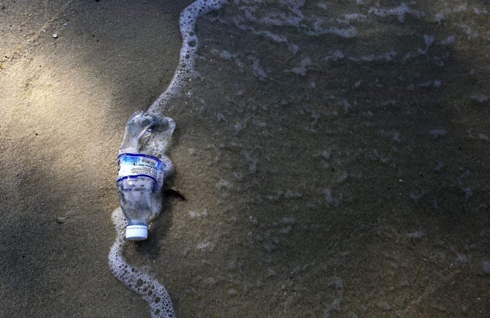 Baleia morre depois de engolir mais de 80 sacos de plástico no mar