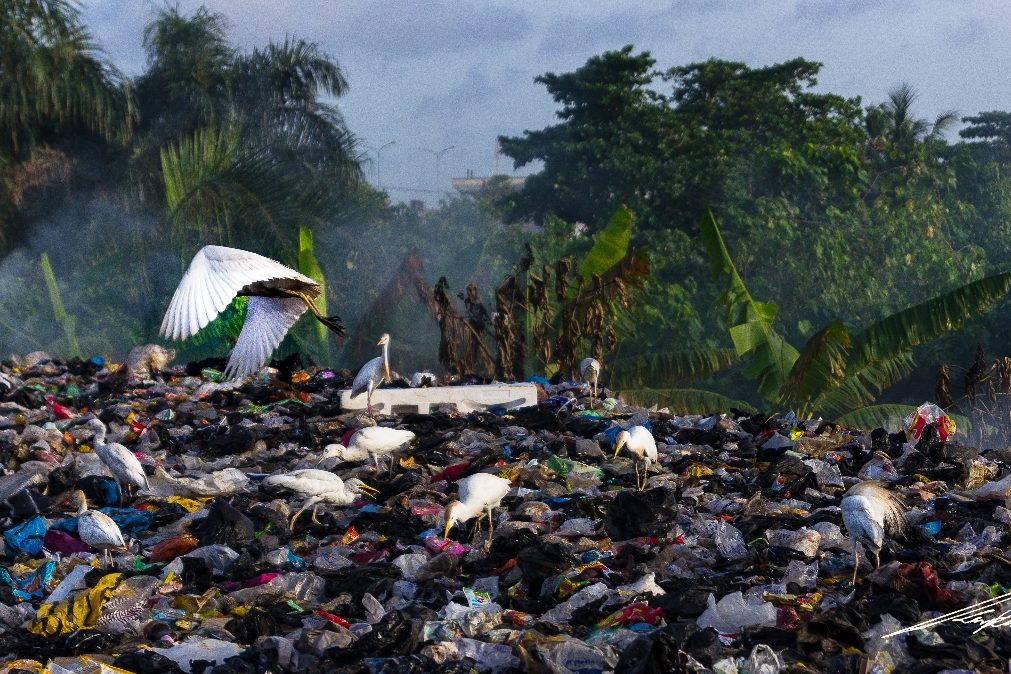 Reciclagem não resolve sozinha problema do plástico