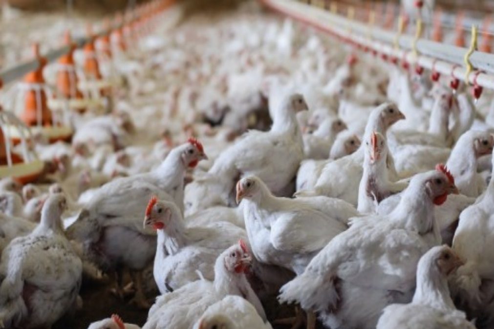 Gripe das aves assusta população: preocupação e número de mortos aumentam