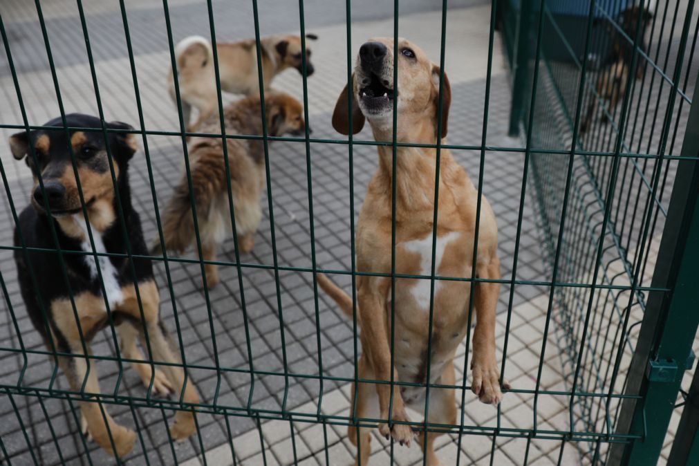 Alfândega da Fé: Homem detido por maus tratos a 21 cães