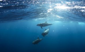 Dentes dos golfinhos em cativeiro arrancados para turistas não se magoarem
