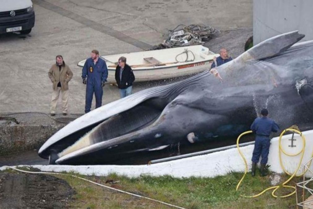 Islândia acaba de matar baleia em vias de extinção