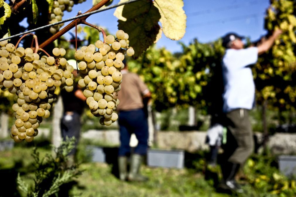 Vinho Verde Wine Fest regressa ao Porto com mais de 300 vinhos em prova