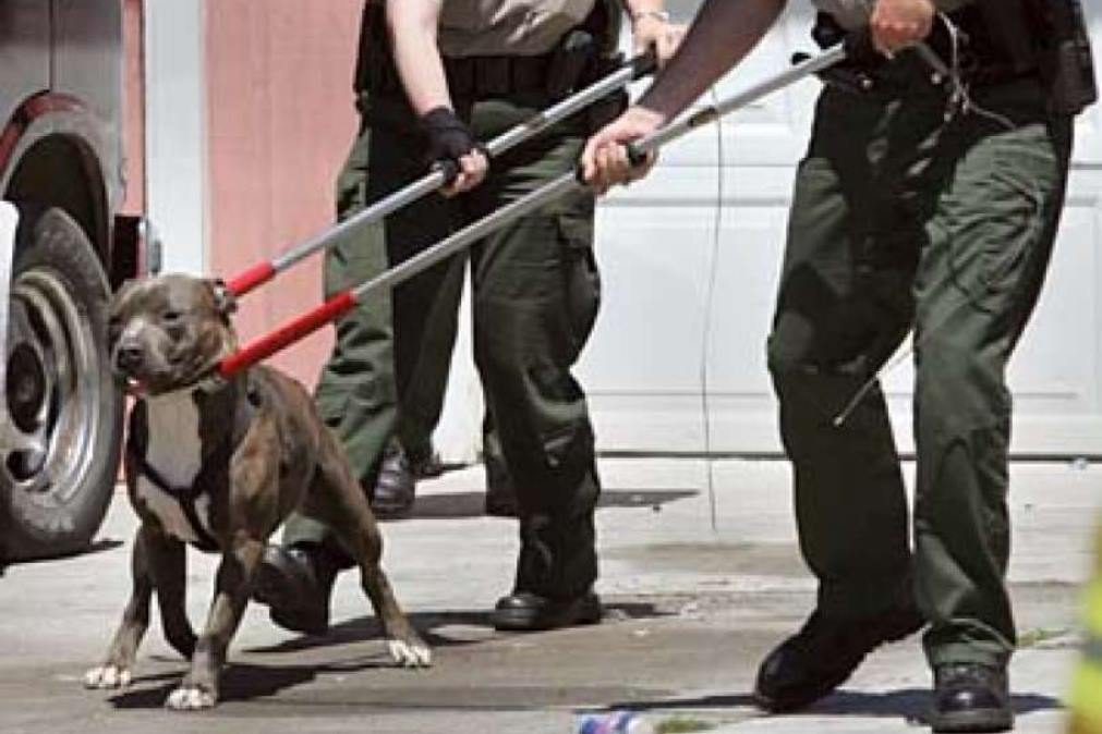 Bebé de três semanas morre após ataque de cães pitbull