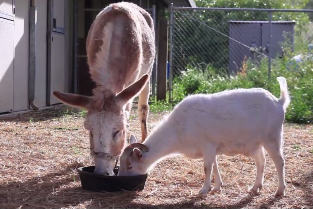Cabra separada de um burro deixa de comer por saudades [vídeo]