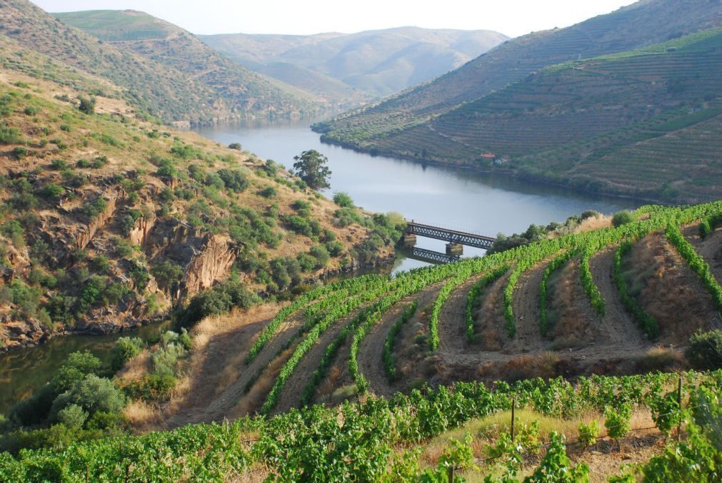 Douro tenderá a deslocar vinha para zonas altas devido às alterações climáticas