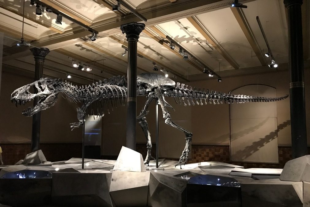 Pata de dinossauro descoberta há 20 anos é a maior já encontrada