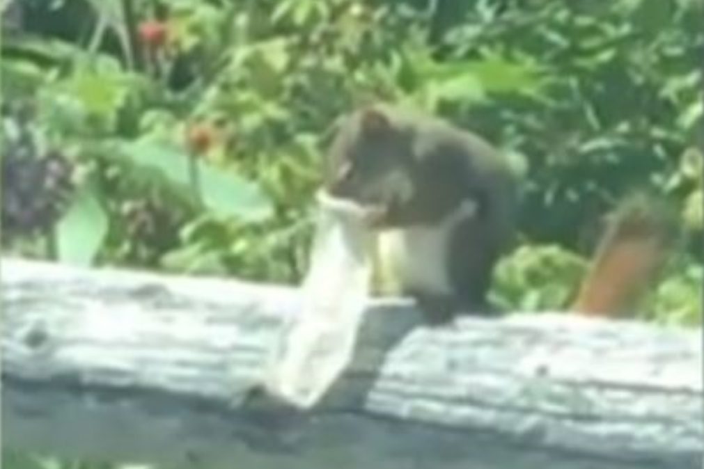 Esquilo é filmado a comer de um preservativo [vídeo]