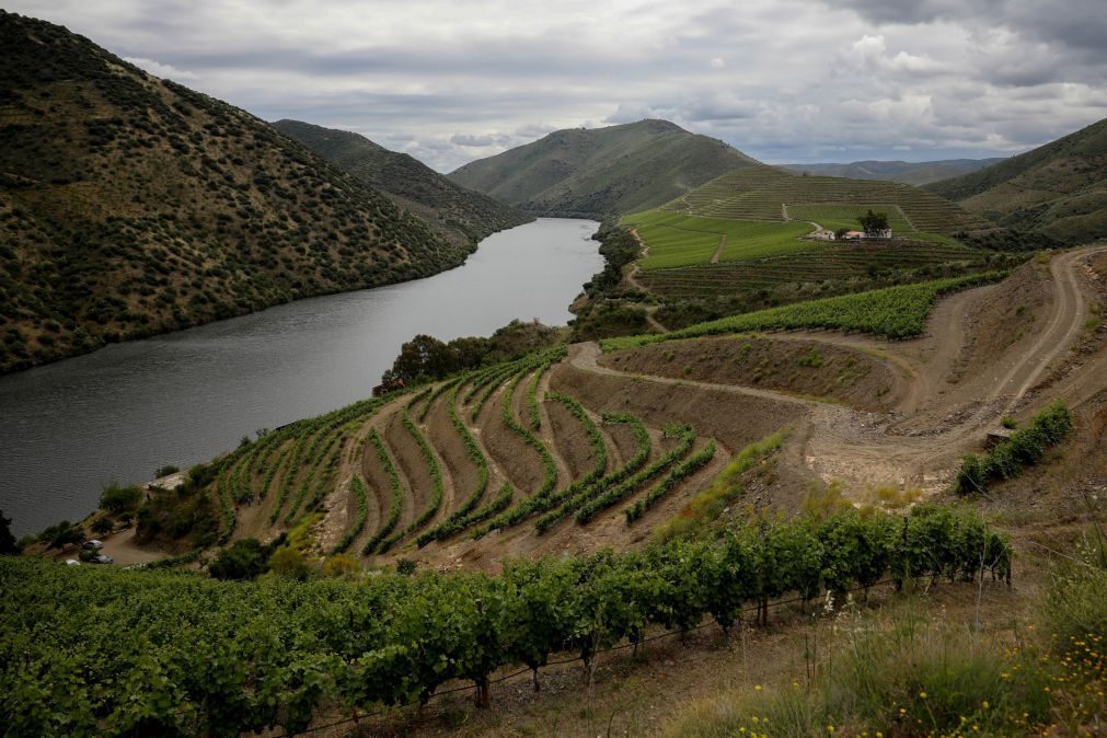 Qualidade das vinhas do Douro pode estar em risco?