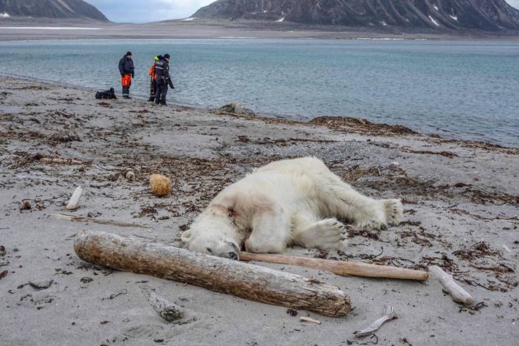 Urso polar abatido no Ártico depois de ferir homem