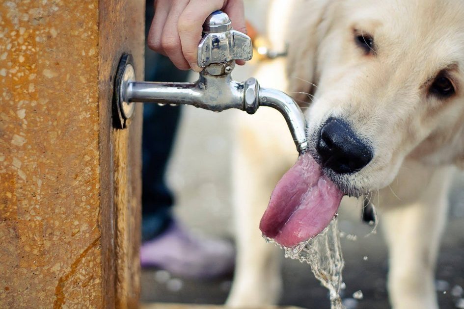 ALERTA | Com as elevadas temperaturas não se esqueça de cuidar do seu melhor amigo