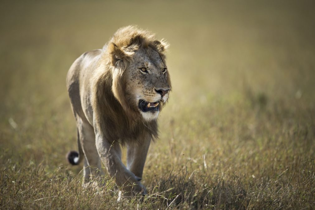 Caçador morto por elefante e comido por leões após invadir parque natural