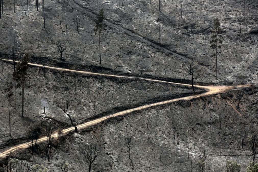 Produtores florestais alvargios esperam há 7 meses por aprovação de plano de combate a fogos