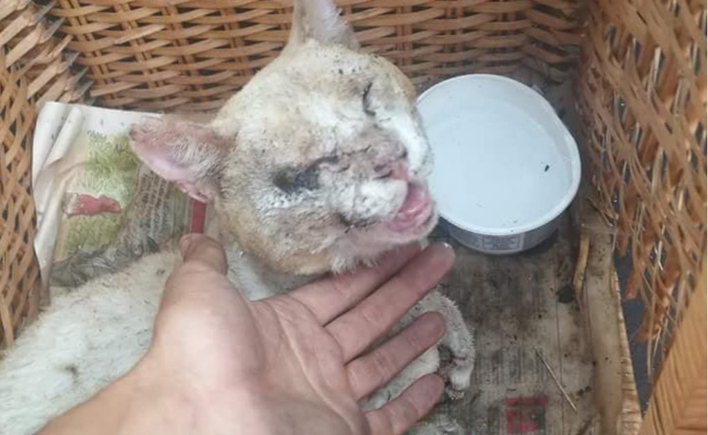 Monchique: Hospital veterinário do Algarve abre portas a animais vítimas do incêndio