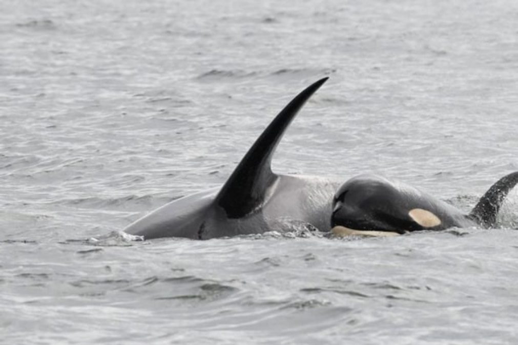 Orca carregou a cria morta durante 17 dias