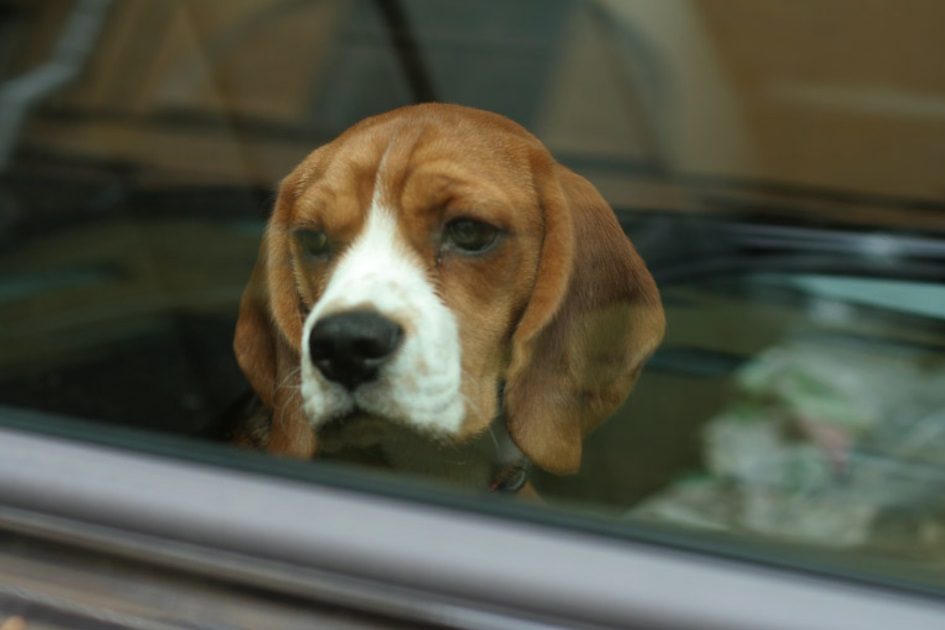 Homem parte vidro de carro para salvar dois cães e é multado