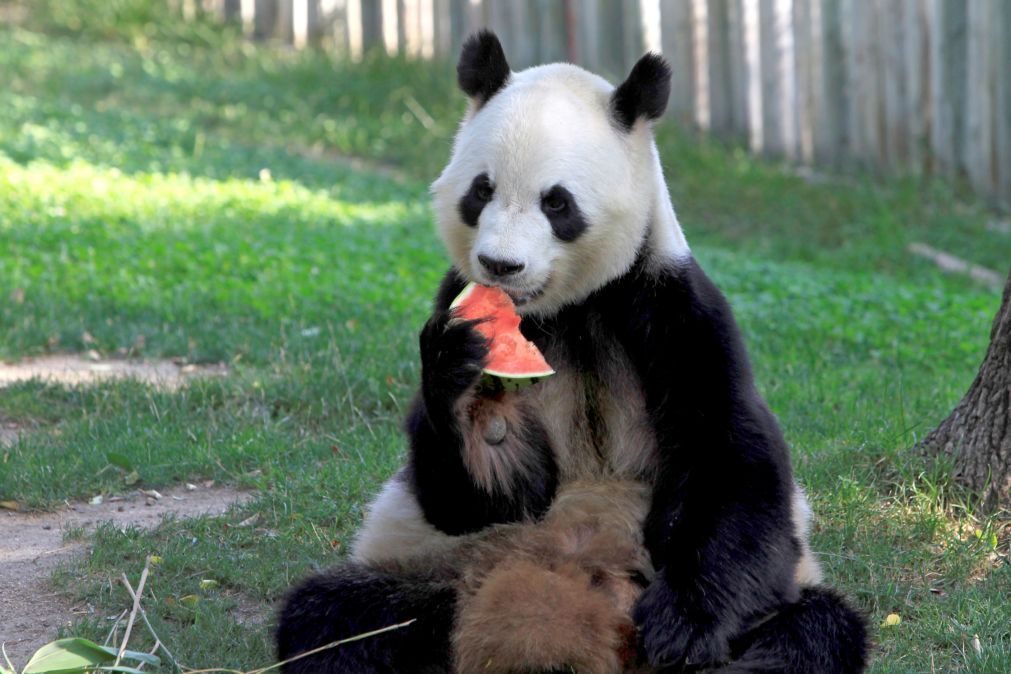 China vai abrir parque para pandas com quase um quinto da dimensão de Portugal