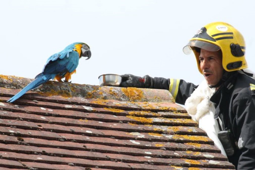 Papagaio preso em telhado 3 dias insulta bombeiro que o queria salvar