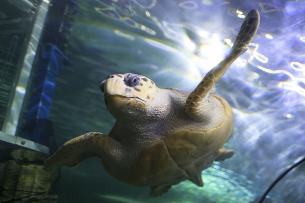 Mais de uma centena de tartarugas mortas dão à costa no México