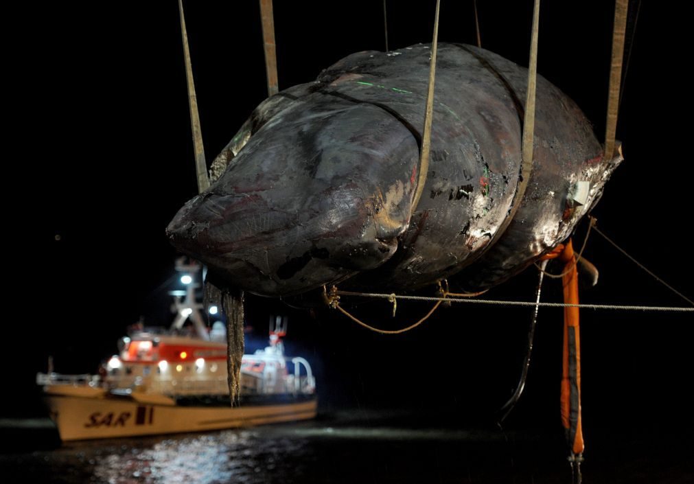 Japão capturou 177 baleias para fins científicos