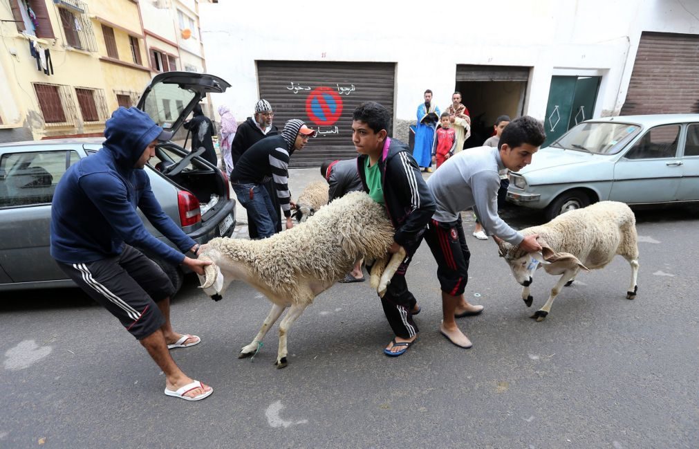 Cerca de quatro milhões de carneiros abatidos para festa do sacrifício em Marrocos