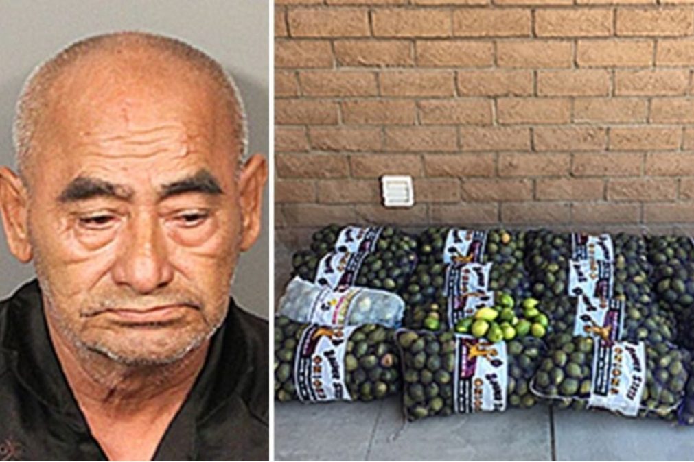 Homem detido por roubar 800 quilos de limões