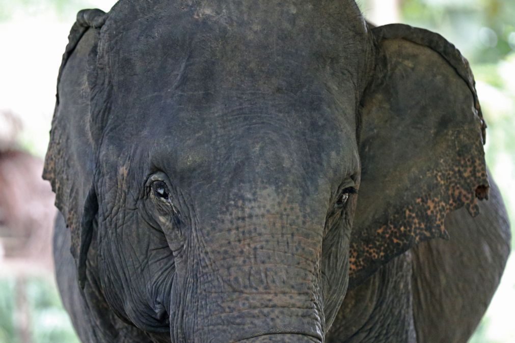 Quase 100 elefantes mortos nas últimas semanas