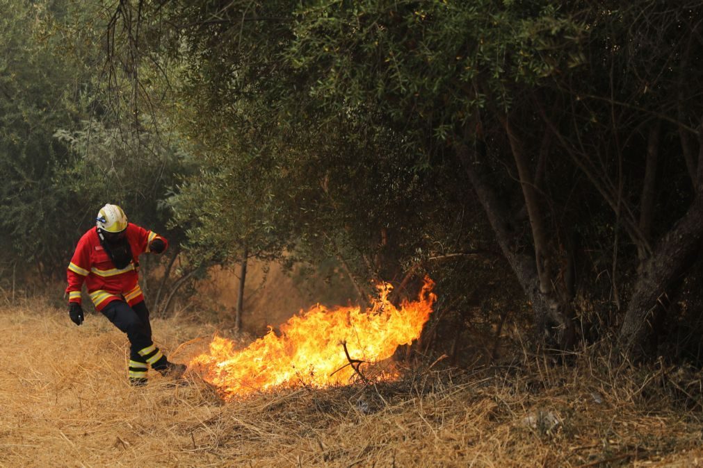Incêndio consome extensa área de mato em Fafe