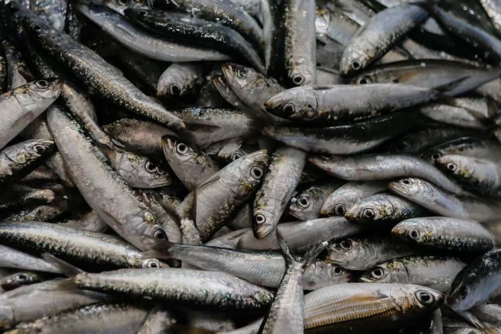 Proibida a pesca da sardinha