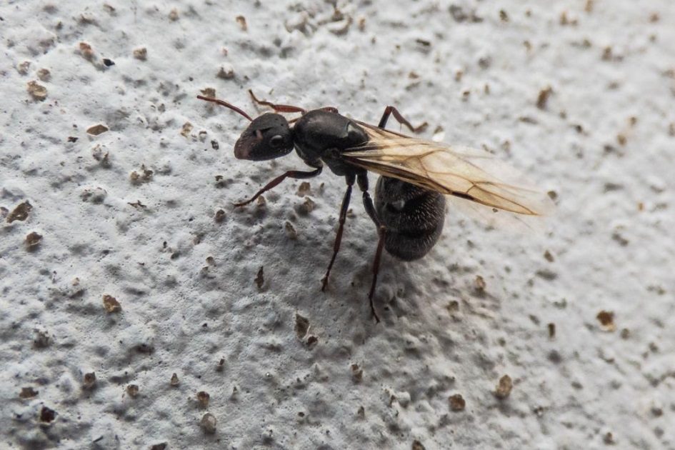 Saiba por que tem visto formigas voadoras nos últimos dias