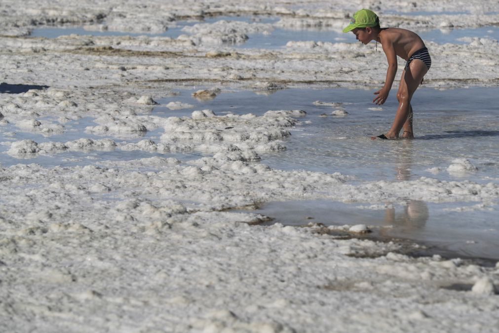 Bactérias e fungos podem tornar plantas mais resilientes a alterações climáticas