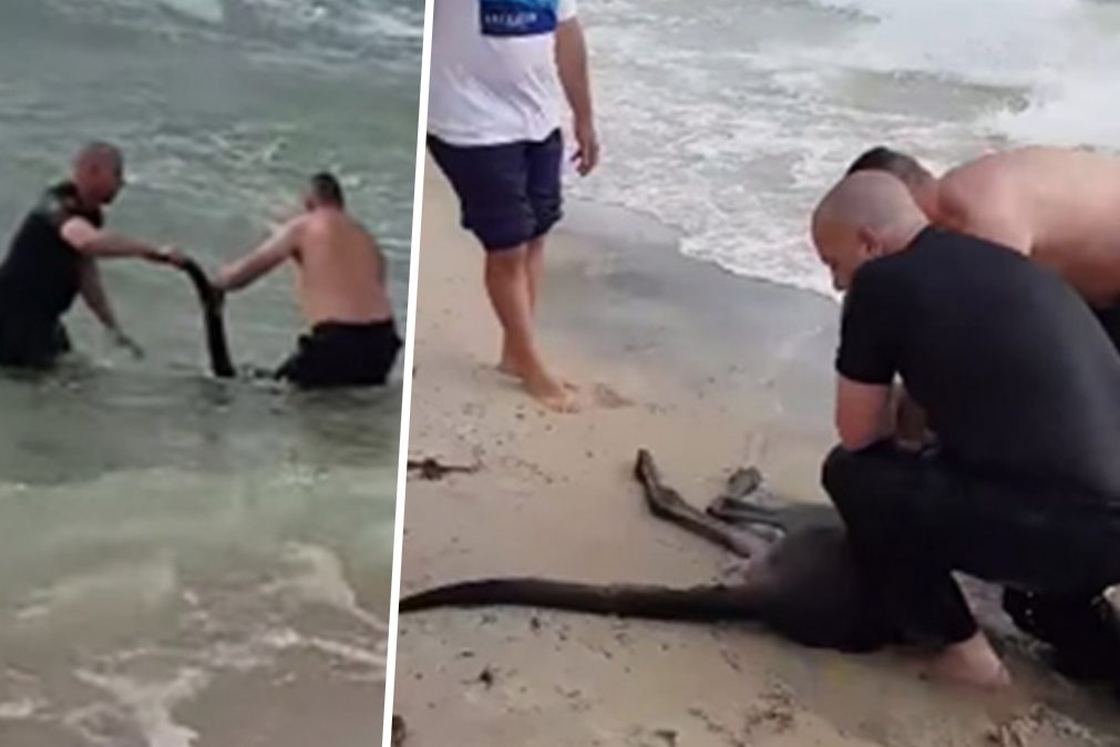Polícia salva canguru que estava prestes a afogar-se [vídeo]
