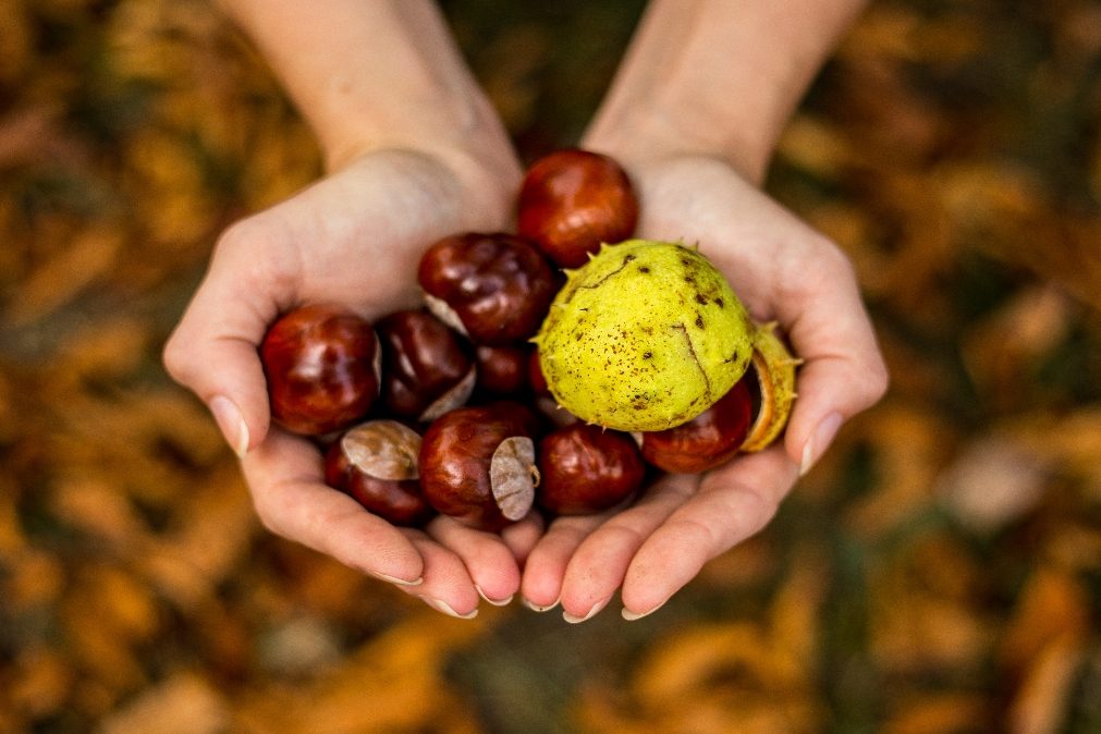 Chegou a época das castanhas. Conheça os benefícios e as calorias