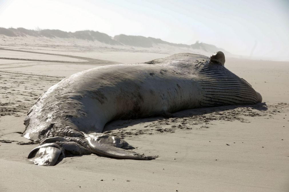 Baleia morta com cerca de 20 metros dá à costa na praia de Mira