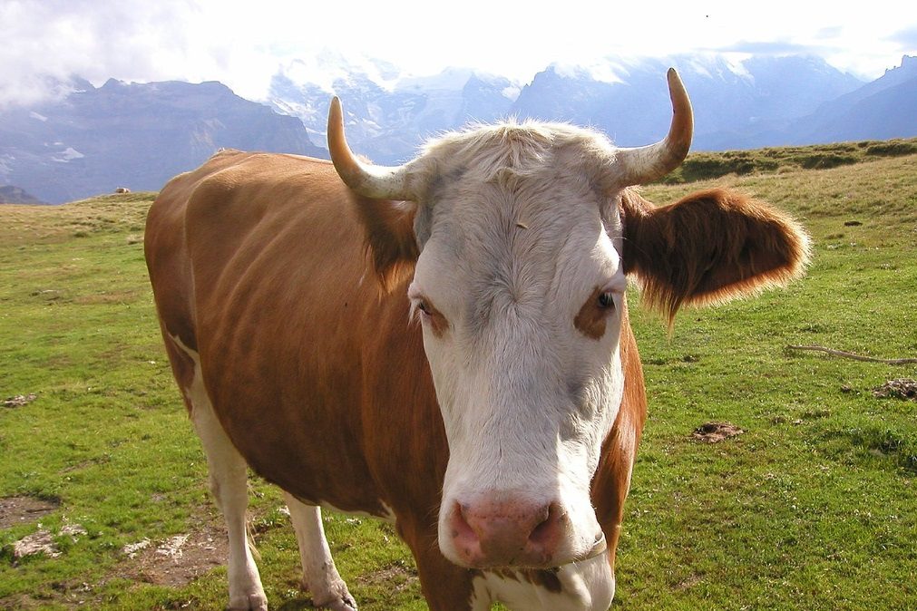 Vacas com chifres vão a referendo na Suíça