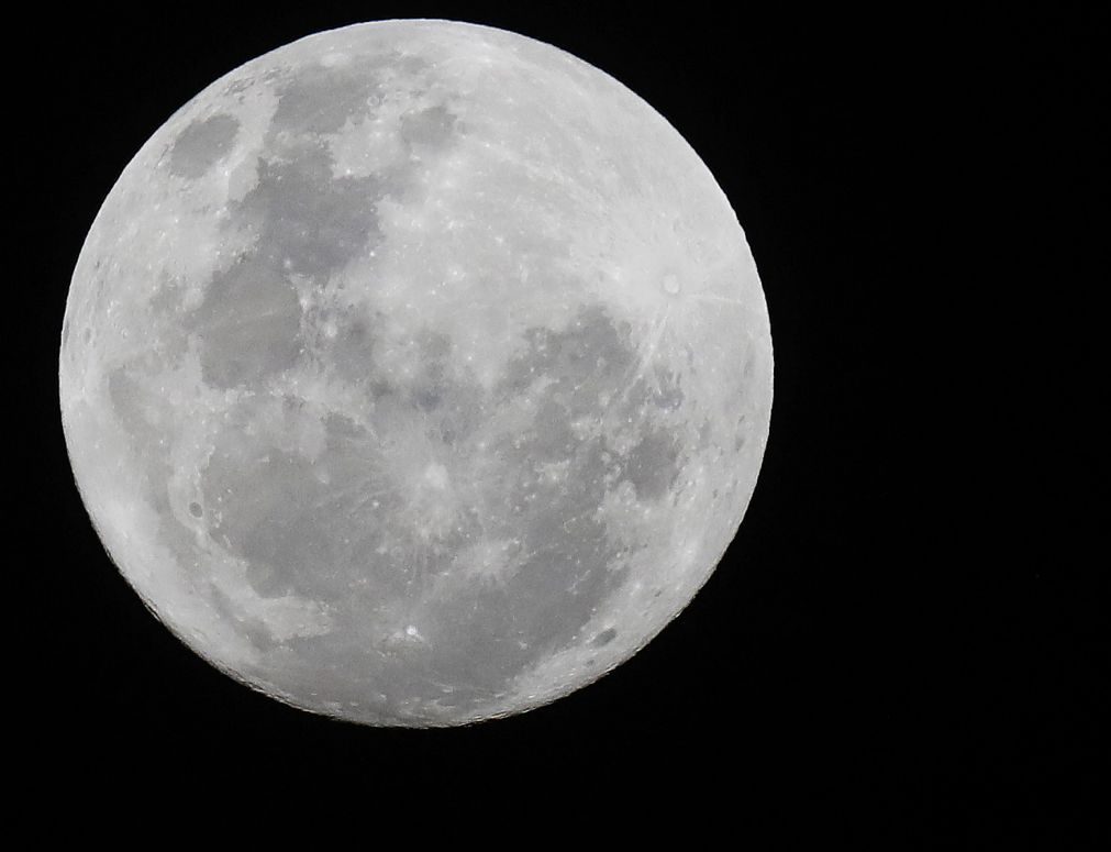 Planta de algodão que germinou na lua acabou por não resisitir ao frio